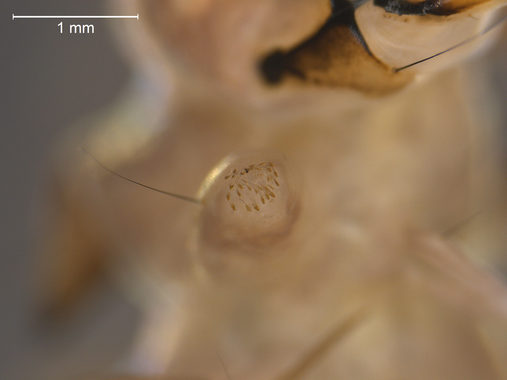 Phryganea bipunctata